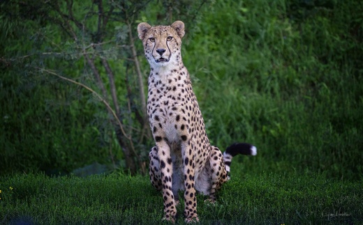 Gepard