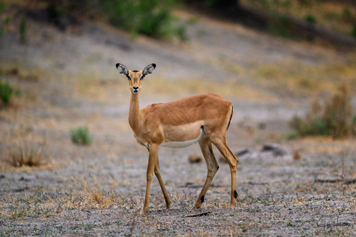 Impala