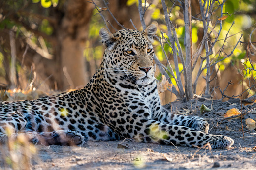 Leopard blízko napajedla v Savuti